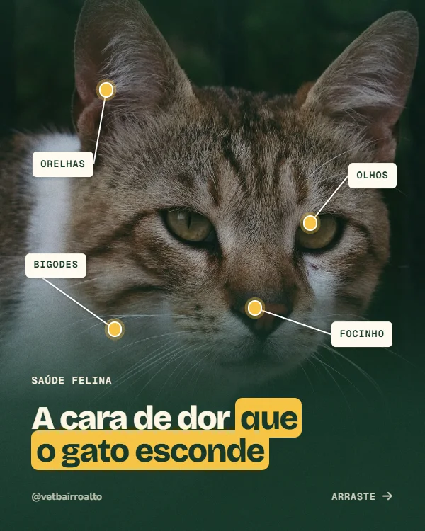 Post de Veterinária, estilo Foto anotada